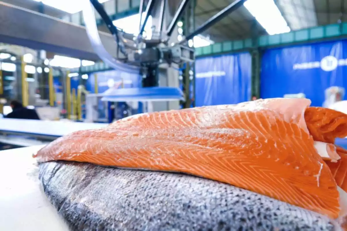 Foto d'uns lloms de salmó en primer pla