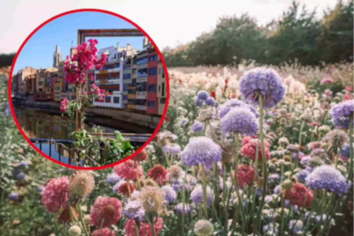 Fotomuntatge amb una imatge de fons d'un camp de flors i al capdavant una rodona vermella amb 'Girona Temps de Flors'