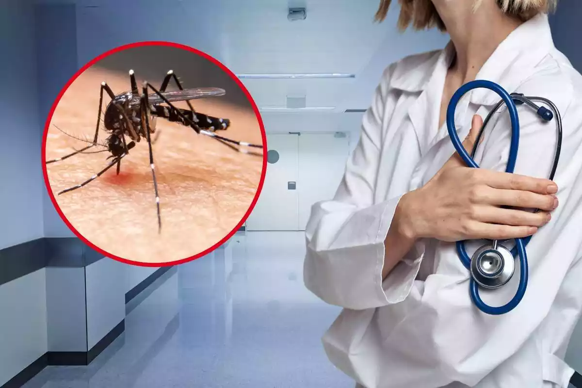 Muntatge fotogràfic entre una doctora i el mosquit Dengue