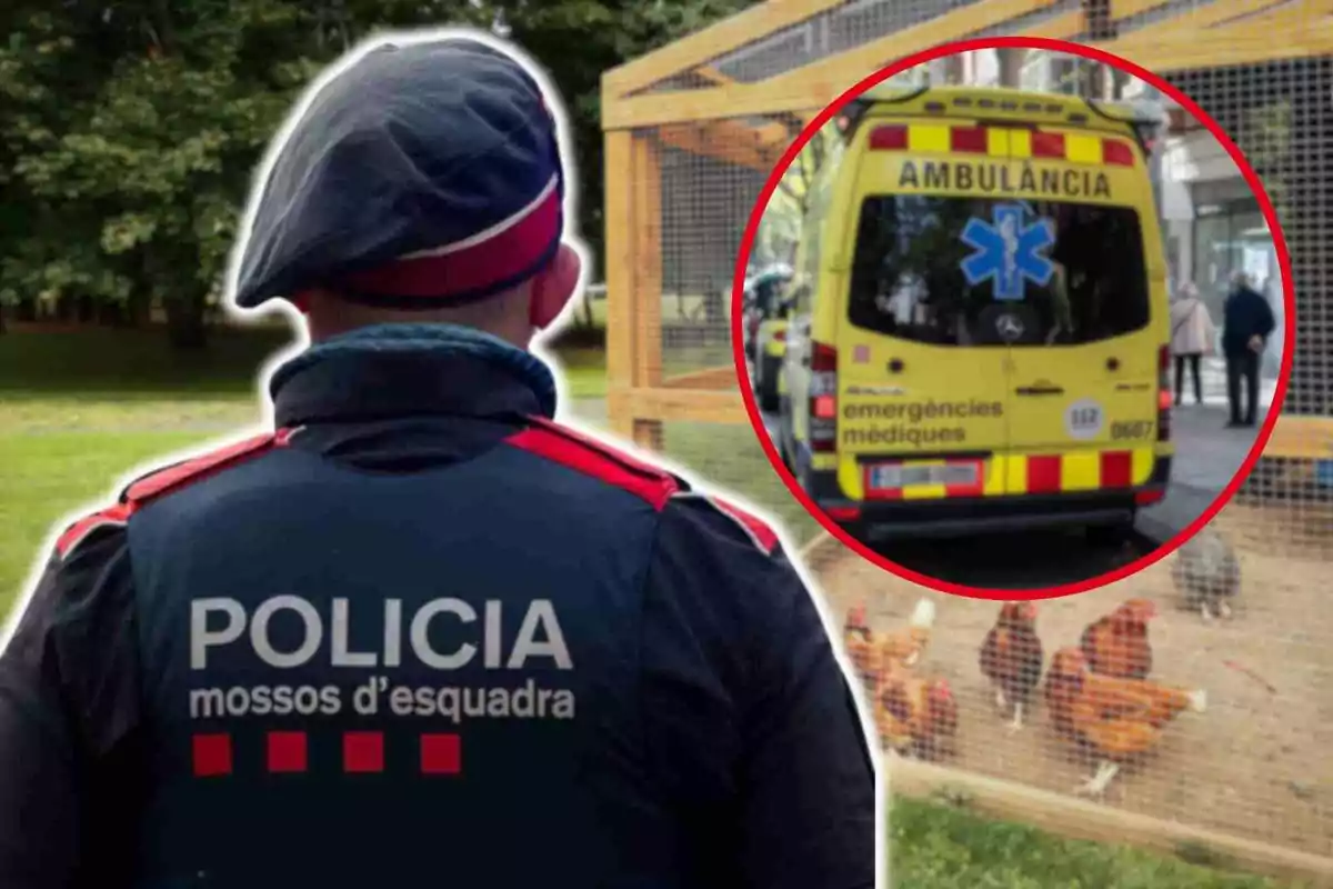 Un agent de la policia dels Mossos d'Esquadra d'esquena amb una ambulància i un galliner al fons.