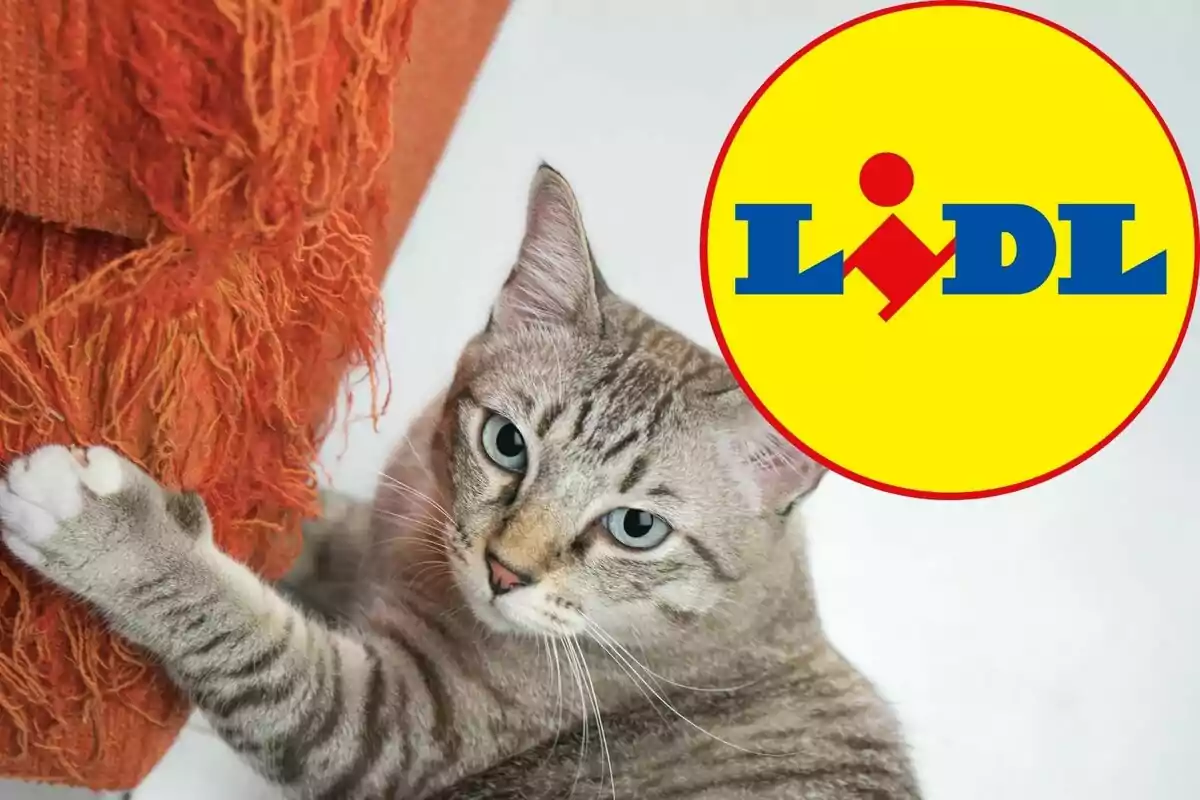 Gat rascant un moble taronja amb el logo de Lidl a la cantonada superior dreta.