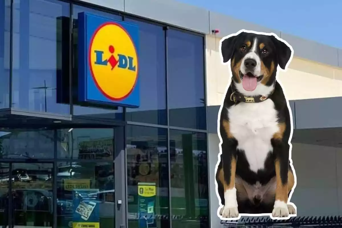 Gos i un supermercat Lidl