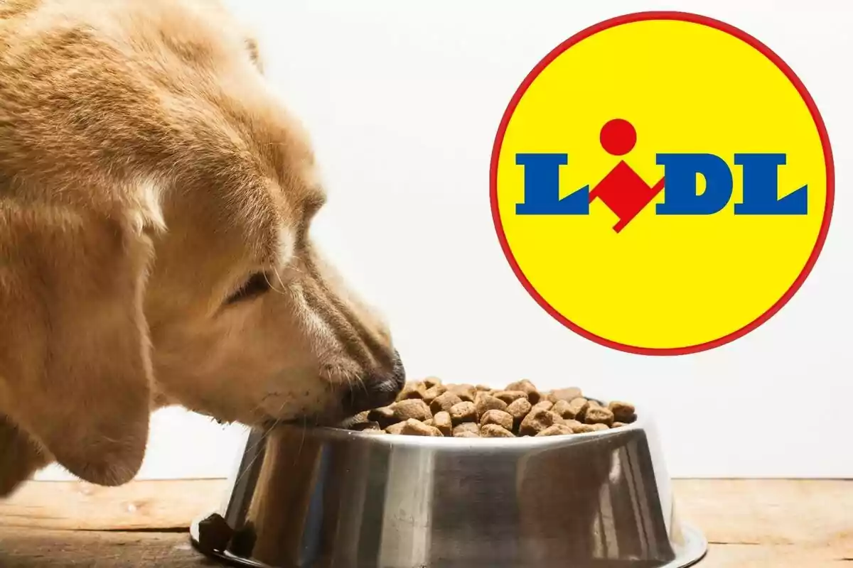 Un gos menjant croquetes d'un plat de metall amb el logotip de Lidl al fons.