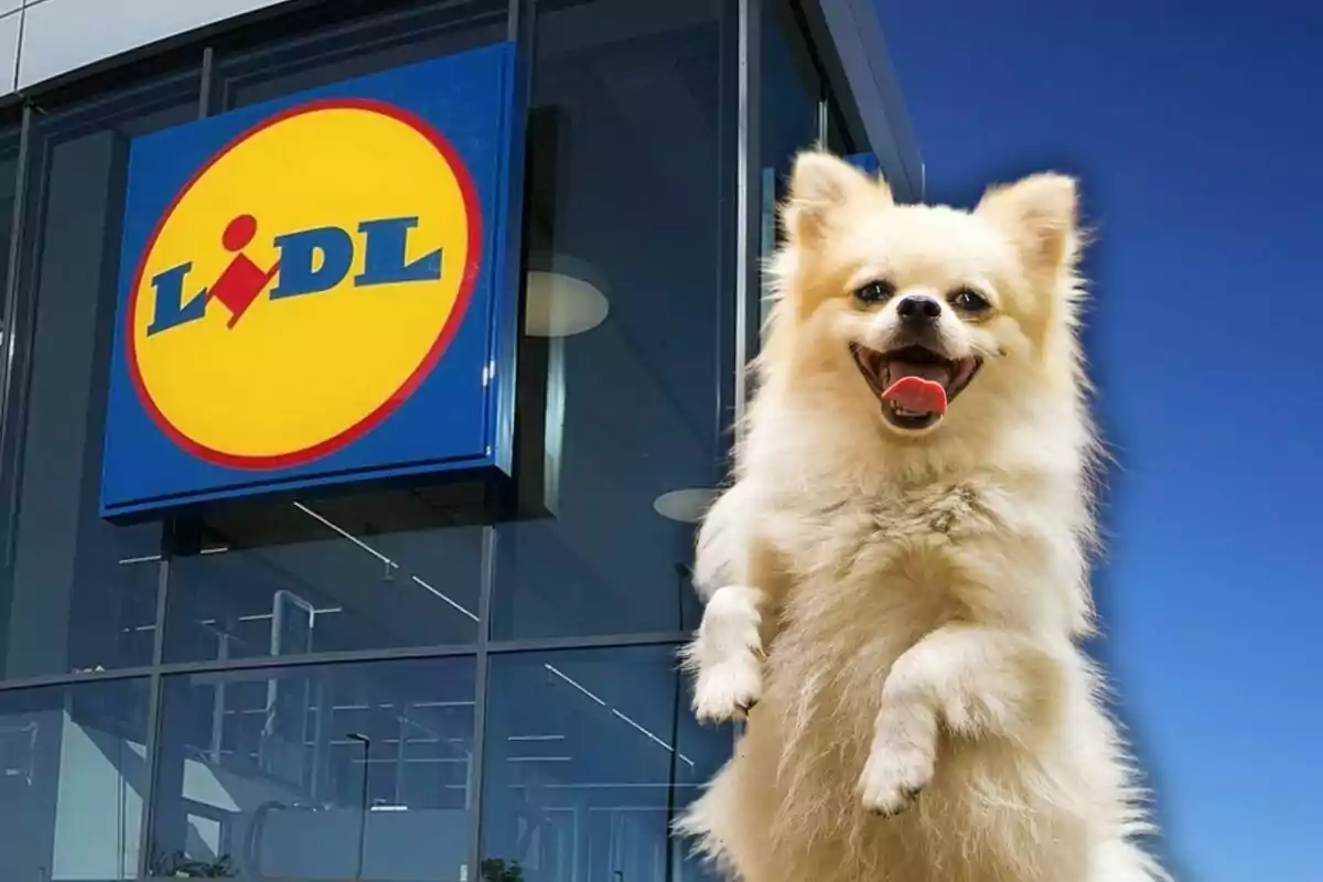 Un gos petit i feliç davant d'una botiga Lidl.