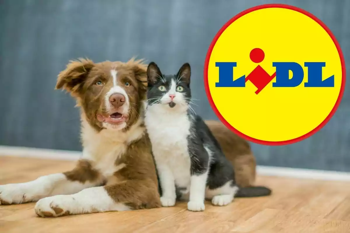 Un gos i un gat asseguts a terra al costat del logotip de Lidl.