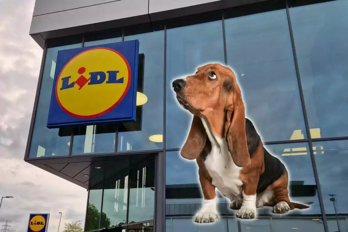 Un gos de raça basset hound està superposat a la imatge de la façana d'una botiga Lidl.