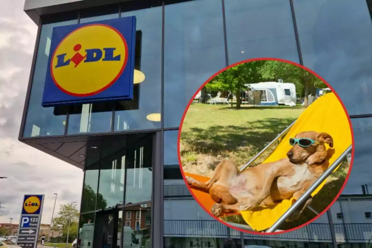 Un supermercat Lidl amb un gos relaxat en una hamaca usant ulleres de sol.