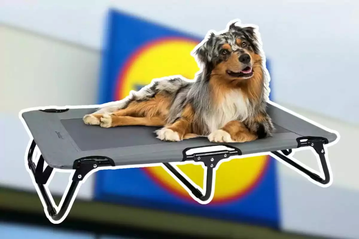 Gos ficat al llit en un llit elevat per a mascotes amb un fons borrós d'un logotip. Gos ficat al llit en un llit elevat per a mascotes amb un fons borrós d'un logotip.