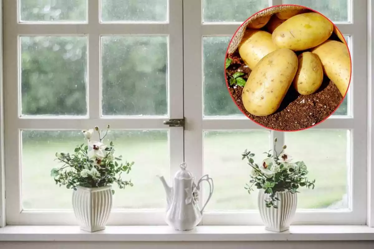 finestra amb gerros blancs i muntatge amb patata