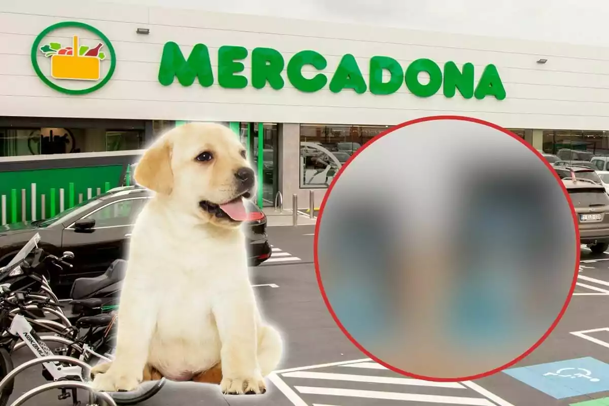 Un cadell assegut davant d'una botiga Mercadona amb un cercle borrós a la dreta.