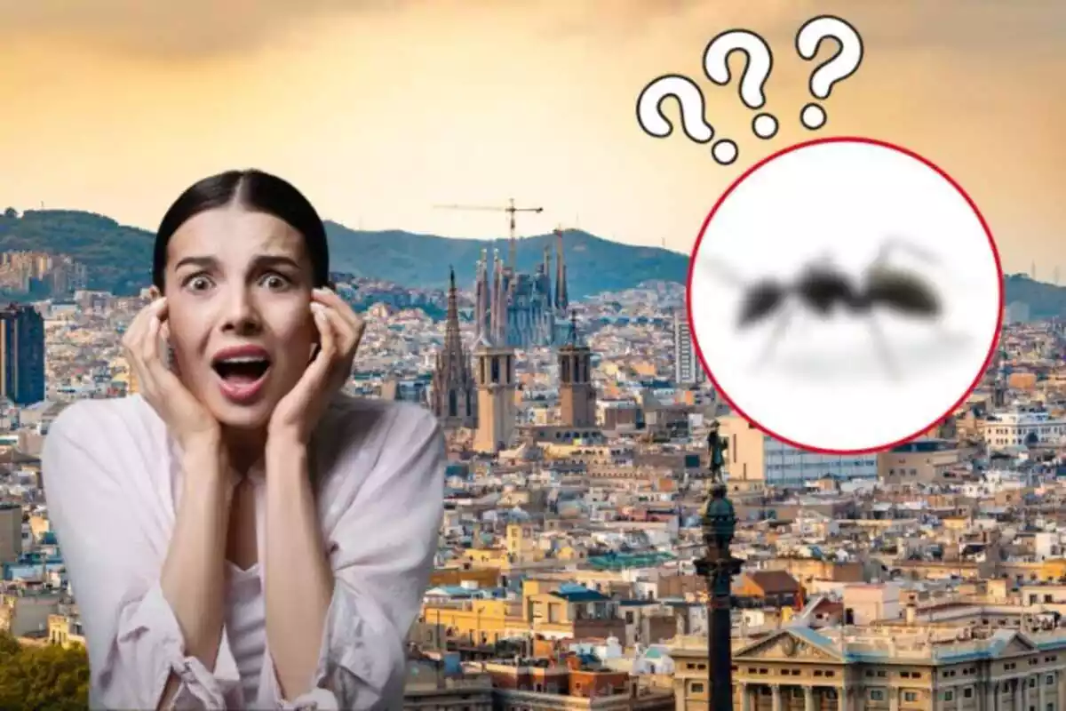 Noia amb por per invasió de formiga boja a Barcelona