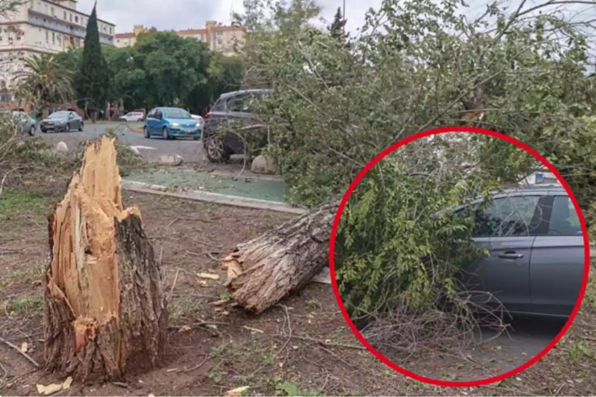Un arbre caigut per la força del vent sobre un cotxe gris i un cercle on veu des d'una altra perspectiva