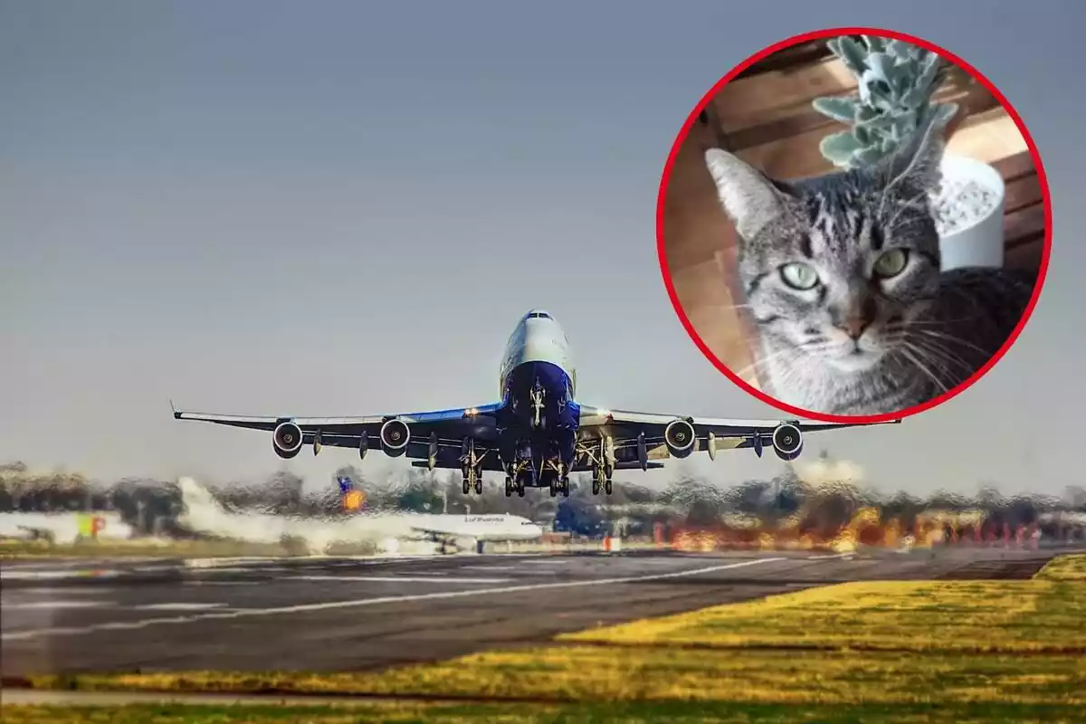 Un avió enlairant-se a l'aeroport, i al cercle, una imatge de la gata Naia
