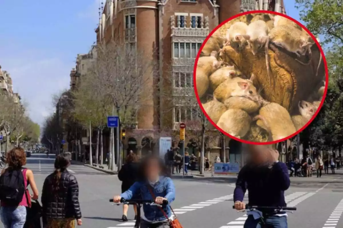 Muntatge d´un carrer del barri de l´Eixample de Barcelona i unes rates amb un tronc de fusta