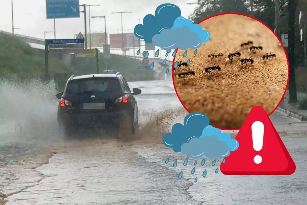 Un cotxe negre esquitxant aigua en una carretera mullada amb un requadre que mostra formigues a la sorra i símbols de pluja i advertència.