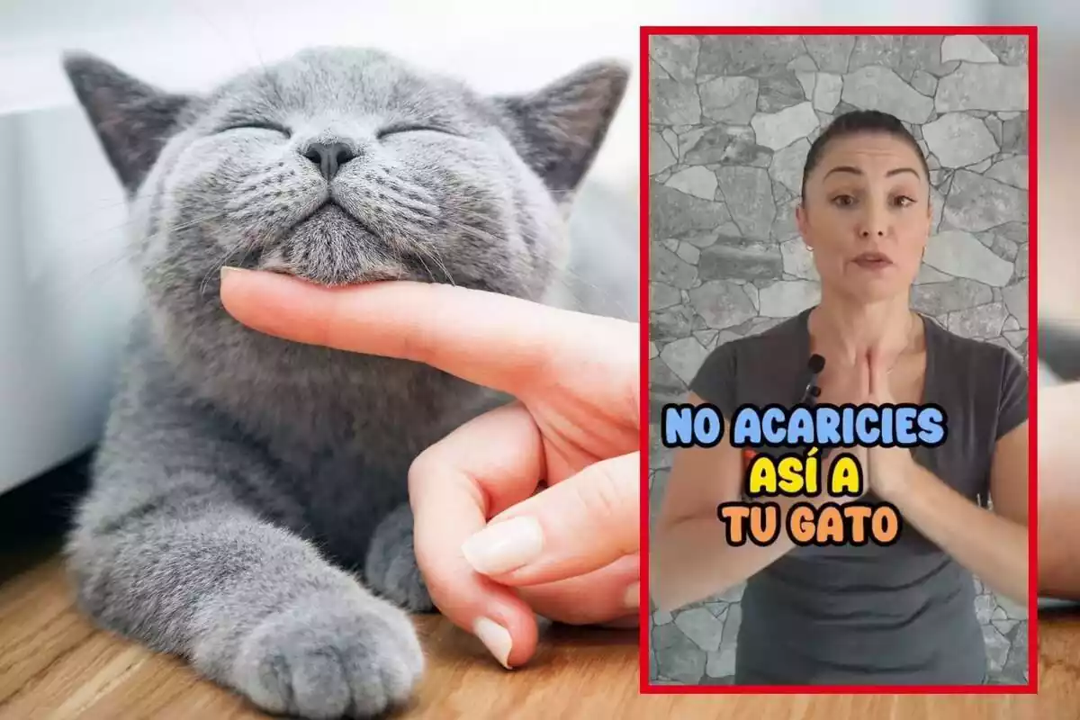 Muntatge de fotos d'una persona acaronant un gat gris i, al costat, la captura d'un TikTok que parla de com s'han d'acariciar aquests felins