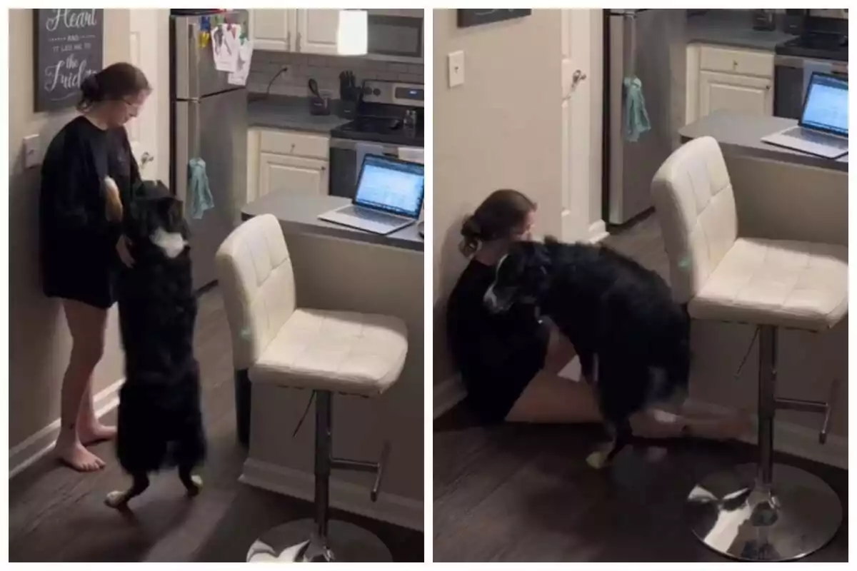 Muntatge de fotos d'un gos socorrent la seva propietària al saló de casa