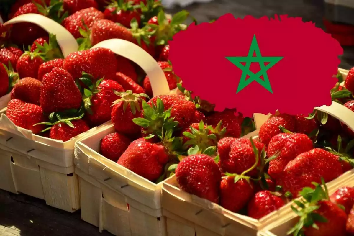 Caixes de maduixes, amb una bandera del Marroc