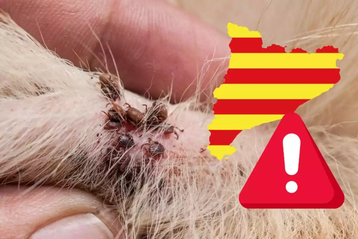 Muntatge de paparres a la pell d'un gos, la silueta de Catalunya amb la bandera i un senyal d'alerta