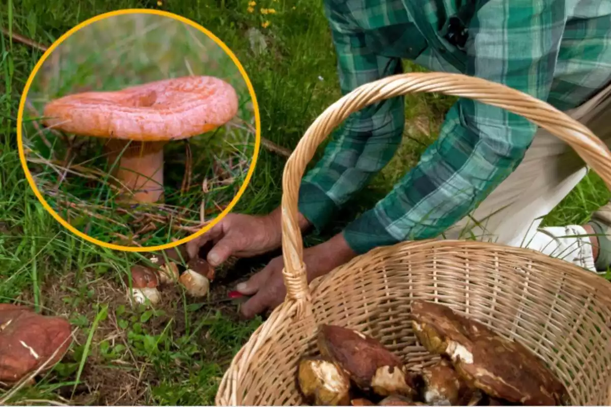 Muntatge amb un home agafant bolets al costat d'una cistella plena de bolets i un cercle amb un rovelló