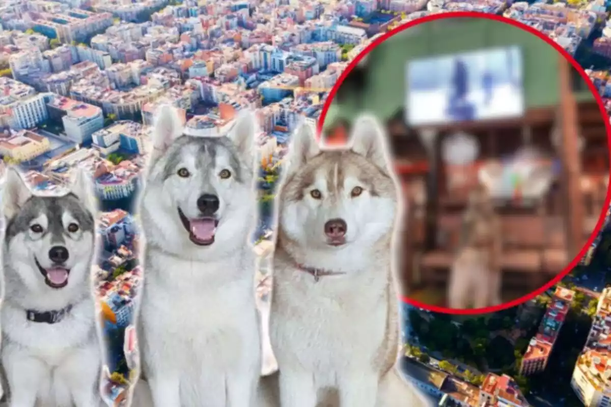 Muntatge d´uns huskies i Barcelona de fons