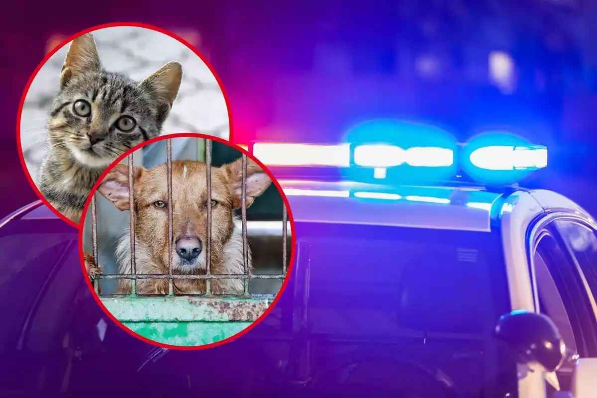 Un cotxe de policia amb els llums encesos, i als cercles, un gos i un gat