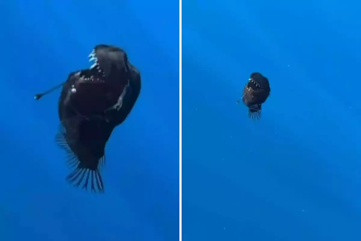 Un pez abisal de gran boca y dientes afilados nadando en aguas profundas.