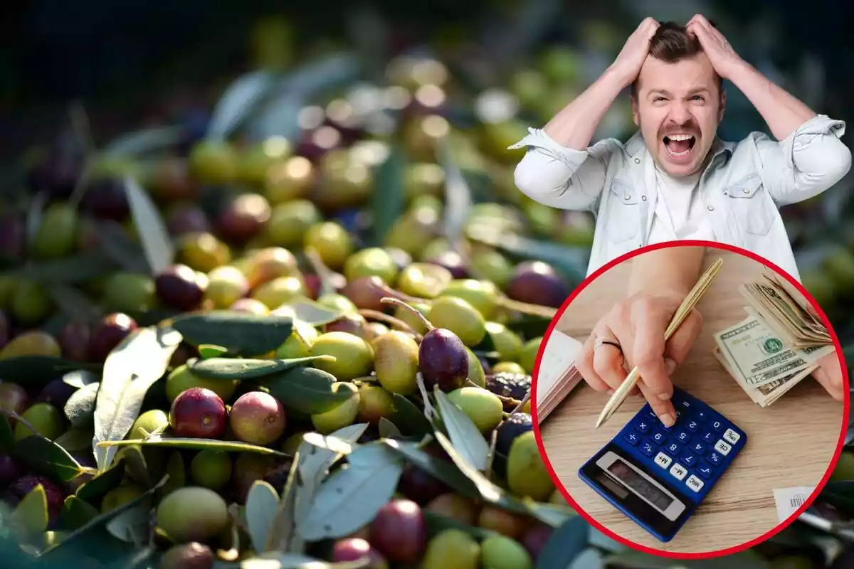 Muntatge d'olives amb home amb les mans al cap desesperat i cercle de mà fent càlculs amb una calculadora