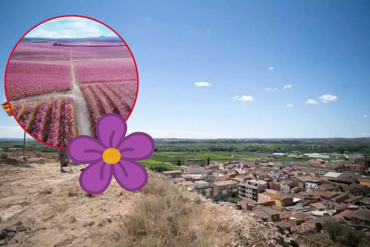 Muntatge del poble d'Aitona, els camps d'ametllers florits i una flor morada