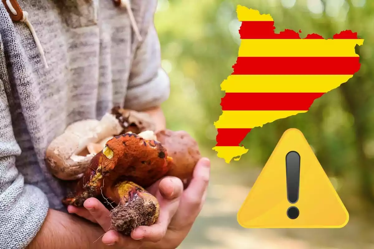 Persona sostenint bolets amb un mapa de Catalunya i un símbol d'advertiment.