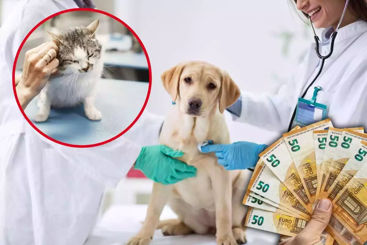 Un gos és atès al veterinari, a la dreta uns bitllets de 50 euros, i al cercle, un gat
