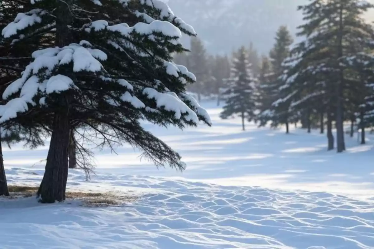 Un paisatge hivernal amb arbres coberts de neu i un terra nevat il·luminat per la llum del sol.