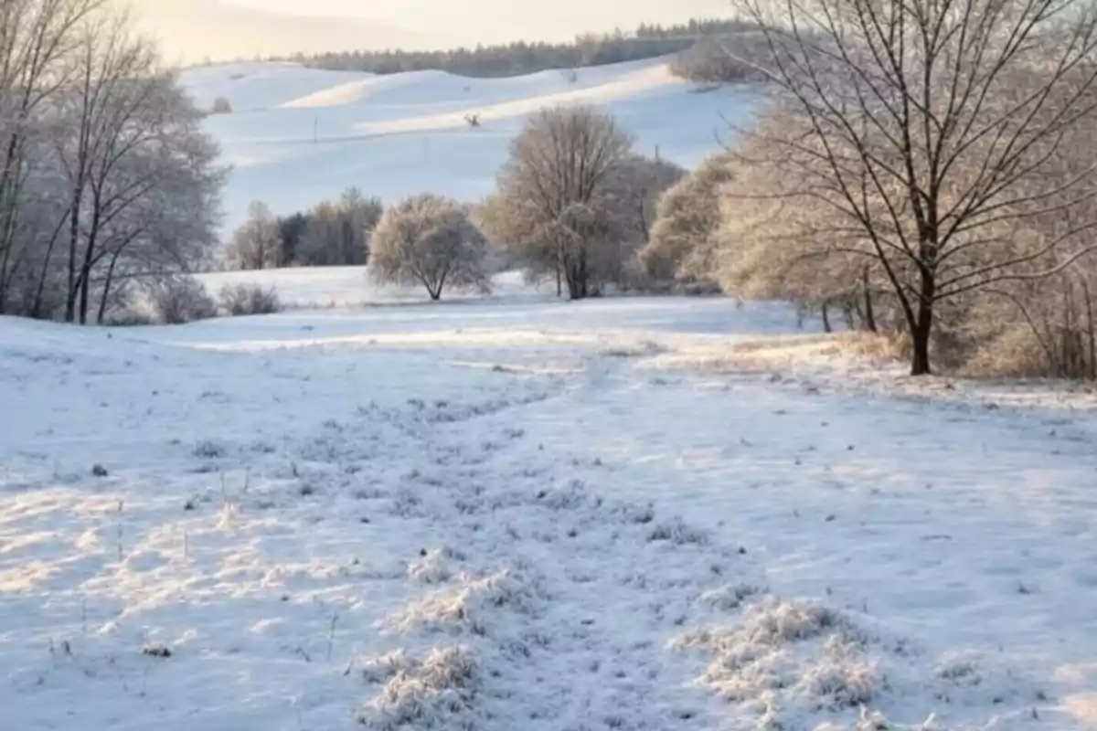 Un paisatge hivernal amb arbres coberts de neu i turons al fons.