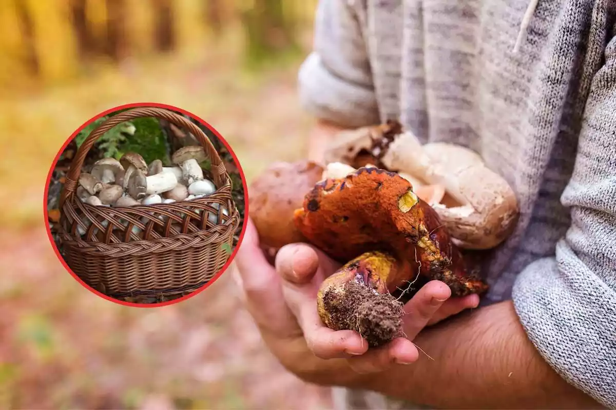 Muntatge amb una cistella plena de bolets i un home amb bolets a la mà