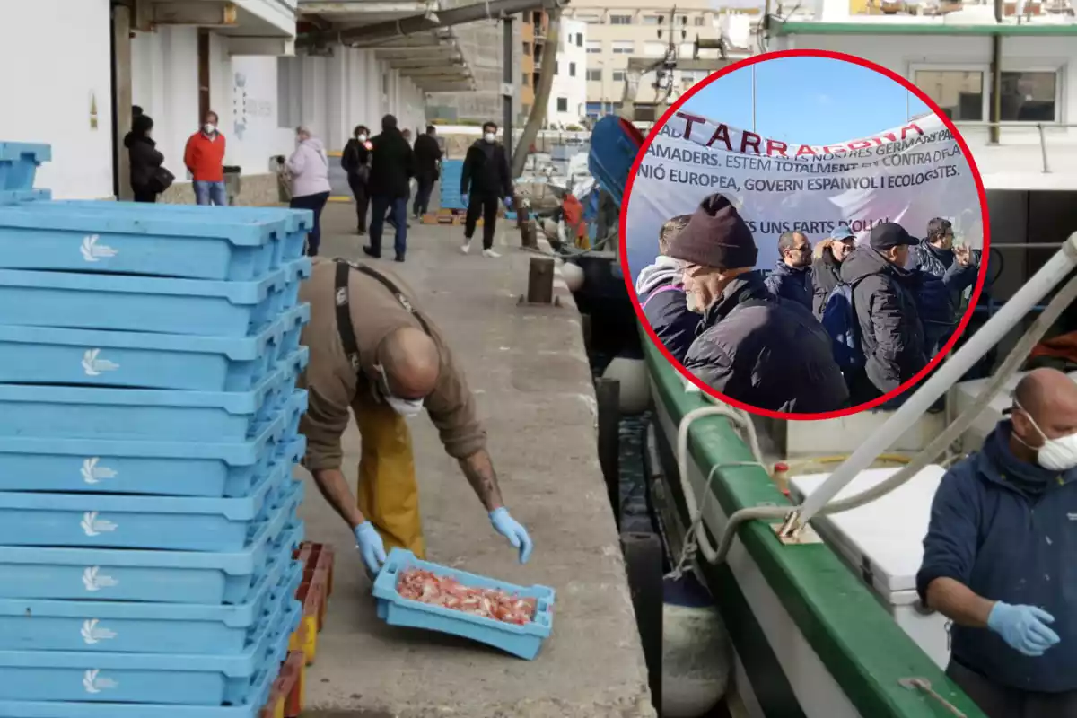 Pescadors catalans traslladant-ne la captura i un muntatge d'una manifestació a favor de la pesca