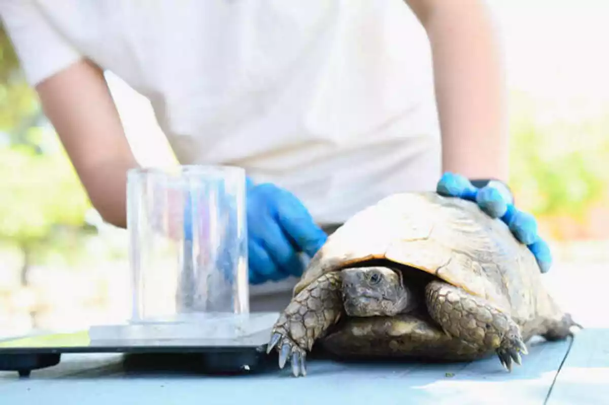 Tortuga rescatada sent atesa per salvar-li la vida