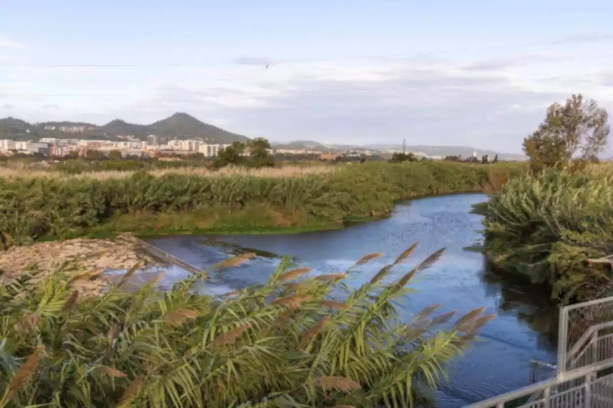 El riu Llobregat, al seu pas per Sant Joan Despí